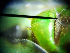 Hedriodiscus trivittatus