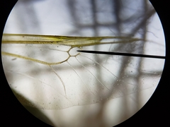 Hedriodiscus trivittatus