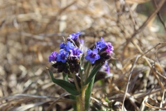 Pulmonaria angustifolia