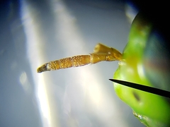 Hedriodiscus trivittatus