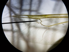 Hedriodiscus trivittatus