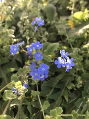 Myosotis sylvatica cyanea