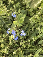 Myosotis sylvatica cyanea