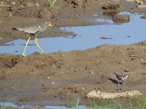 iNaturalist: (c) Richard Johnstone, some rights reserved (CC BY-NC), uploaded by Richard Johnstone iNaturalist image