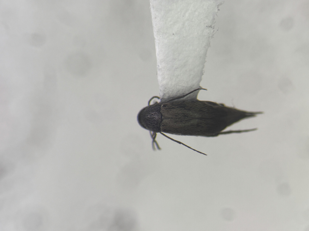 Mordellistena aspersa