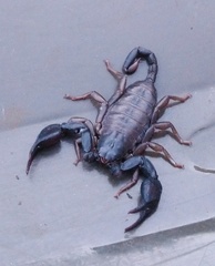 Euscorpius italicus