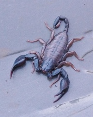 Euscorpius italicus
