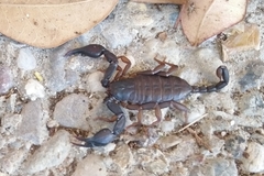 Euscorpius italicus