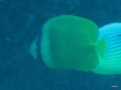 Chaetodon kleinii