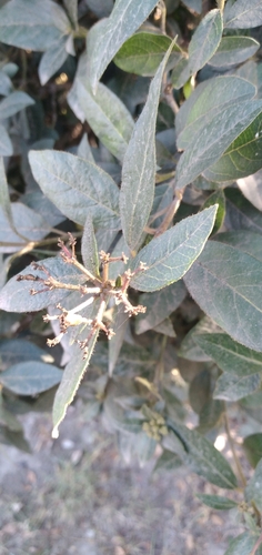 Chilean citronella tree