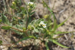 Buglossoides czernjajevii