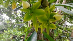 Cycnoches
