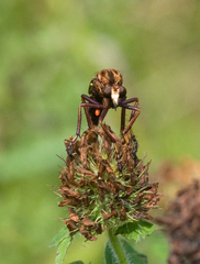 Diogmites basalis