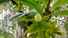 Cycnoches