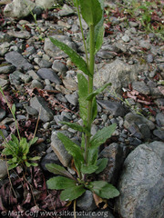 Arabis eschscholtziana