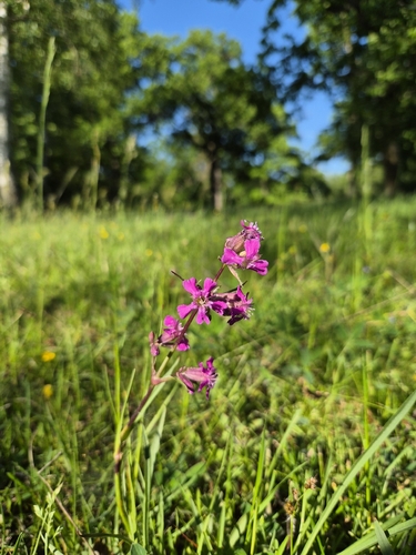 Sticky Catchfly