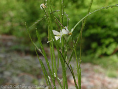 Arabis eschscholtziana