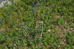 Delphinium middendorffii