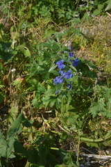 Delphinium middendorffii