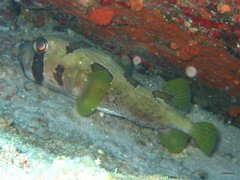 Diodon liturosus
