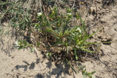 Buglossoides czernjajevii