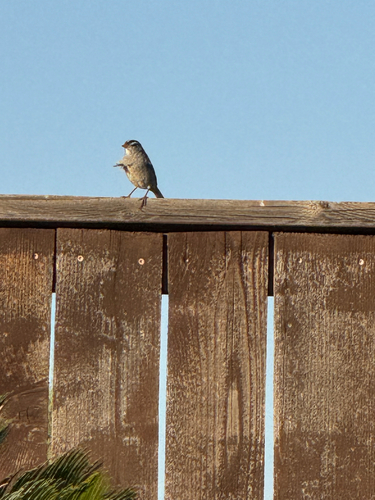 White-crowned Sparrow