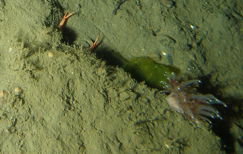 Corallimorphus image