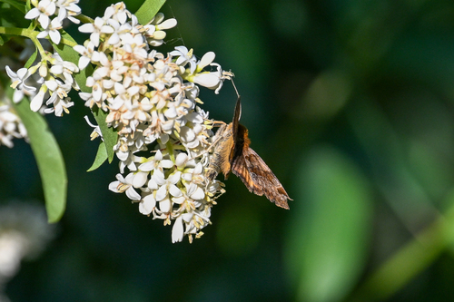 Burnet Companion