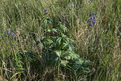 Delphinium middendorffii