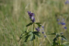 Delphinium middendorffii