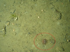 Corallimorphus pilatus