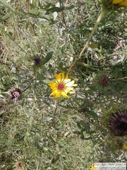 Grindelia pulchella