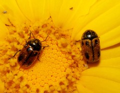 Cryptocephalus rugicollis