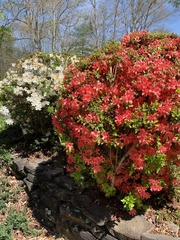Rhododendron simsii