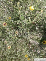 Grindelia pulchella