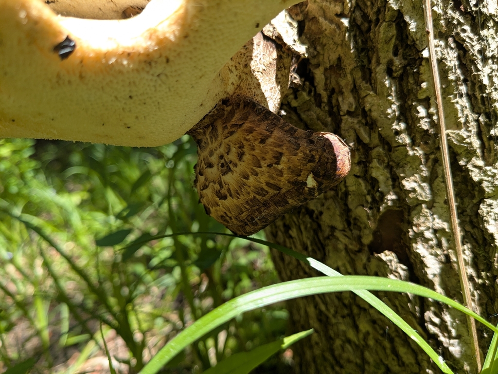Dryad's Saddle · May 2026 · photo: Photo: no rights reserved · iNaturalist