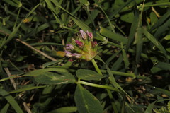 Trifolium spumosum