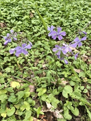 Phlox divaricata