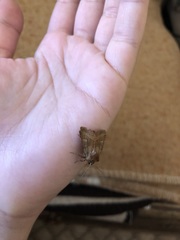 Eriopygodes imbecilla