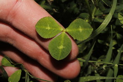 Trifolium spumosum