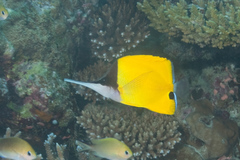 Forcipiger longirostris