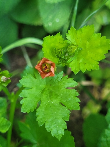 Bristly Mallow