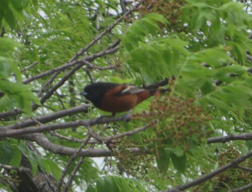 Orchard Oriole