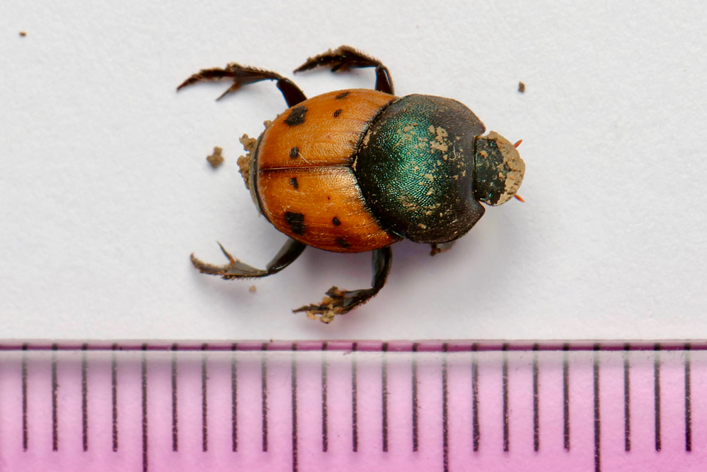 Chalcoderus maculatus