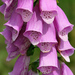 Foxgloves - Photo (c) John Haslam, some rights reserved (CC BY)