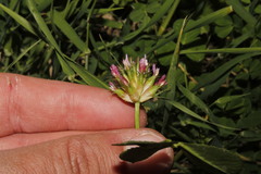 Trifolium spumosum