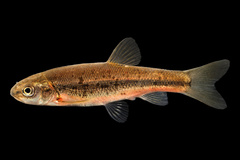 Pearl Dace photo 1