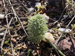 Eriospermum paradoxum, photograph (c) Charleen Brunke, some rights reserved (CC BY)