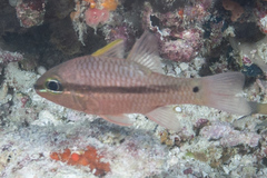 Iridescent Cardinalfish photo 3