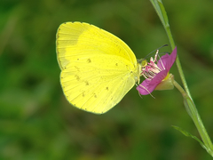 Eurema mandarina